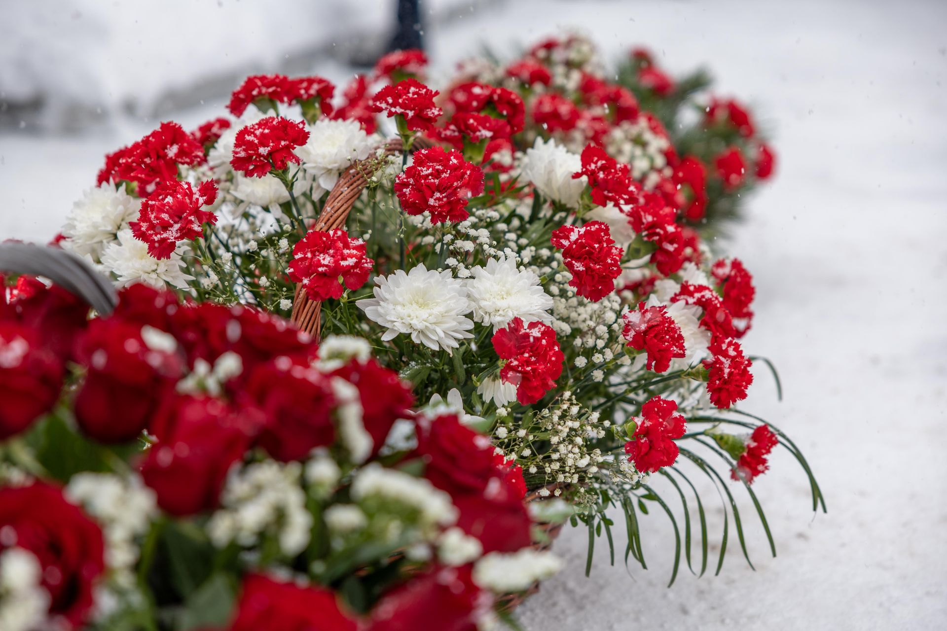Red and white flowers nestled in a snowy landscape, showcasing vibrant winter beauty.