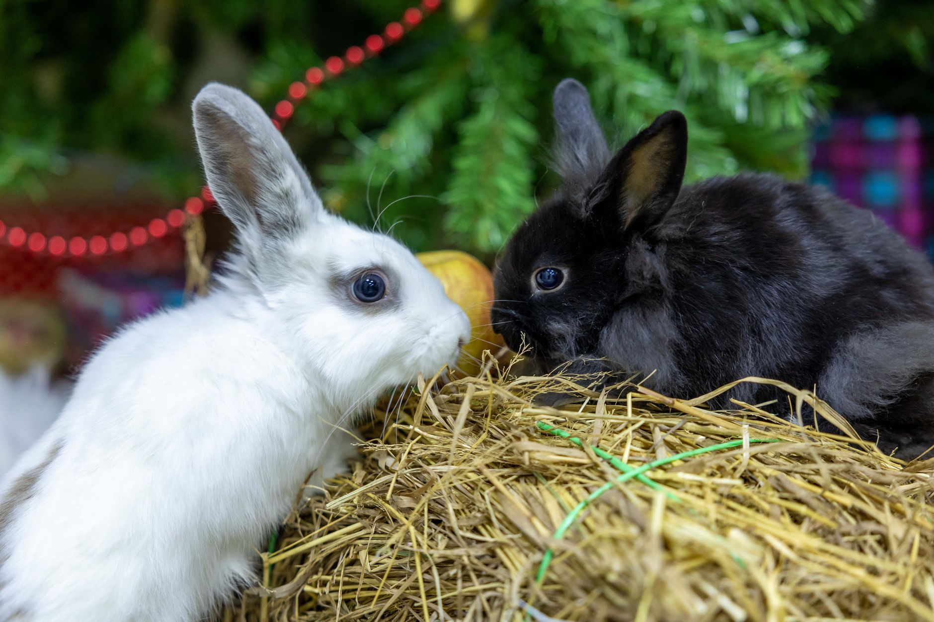 Rabbit Hay Feeder vs Hay Rack (2026) – Which Keeps Your Bunny's Hay Fresher and Less Messy?