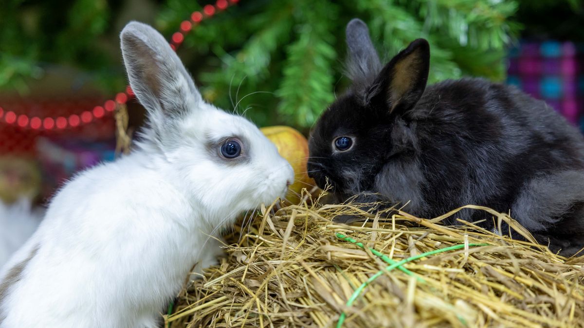 Einstreu für Kaninchen: Materialien, Staub und Kosten richtig vergleichen