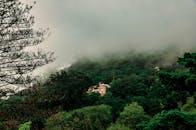 葡萄牙辛特拉茂密的森林笼罩在令人毛骨悚然的雾中，隐约露出一座隐藏的建筑