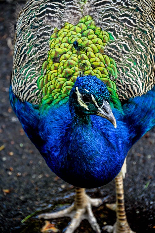 Blue and Gray Peacock