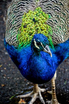 彩色孔雀的特写肖像，羽毛呈现出充满活力的蓝色和绿色