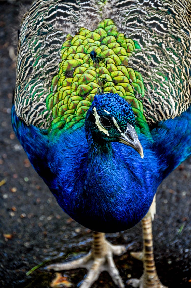 Blue And Gray Peacock