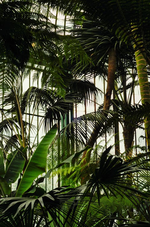 Green Palm Trees and Banana Plants