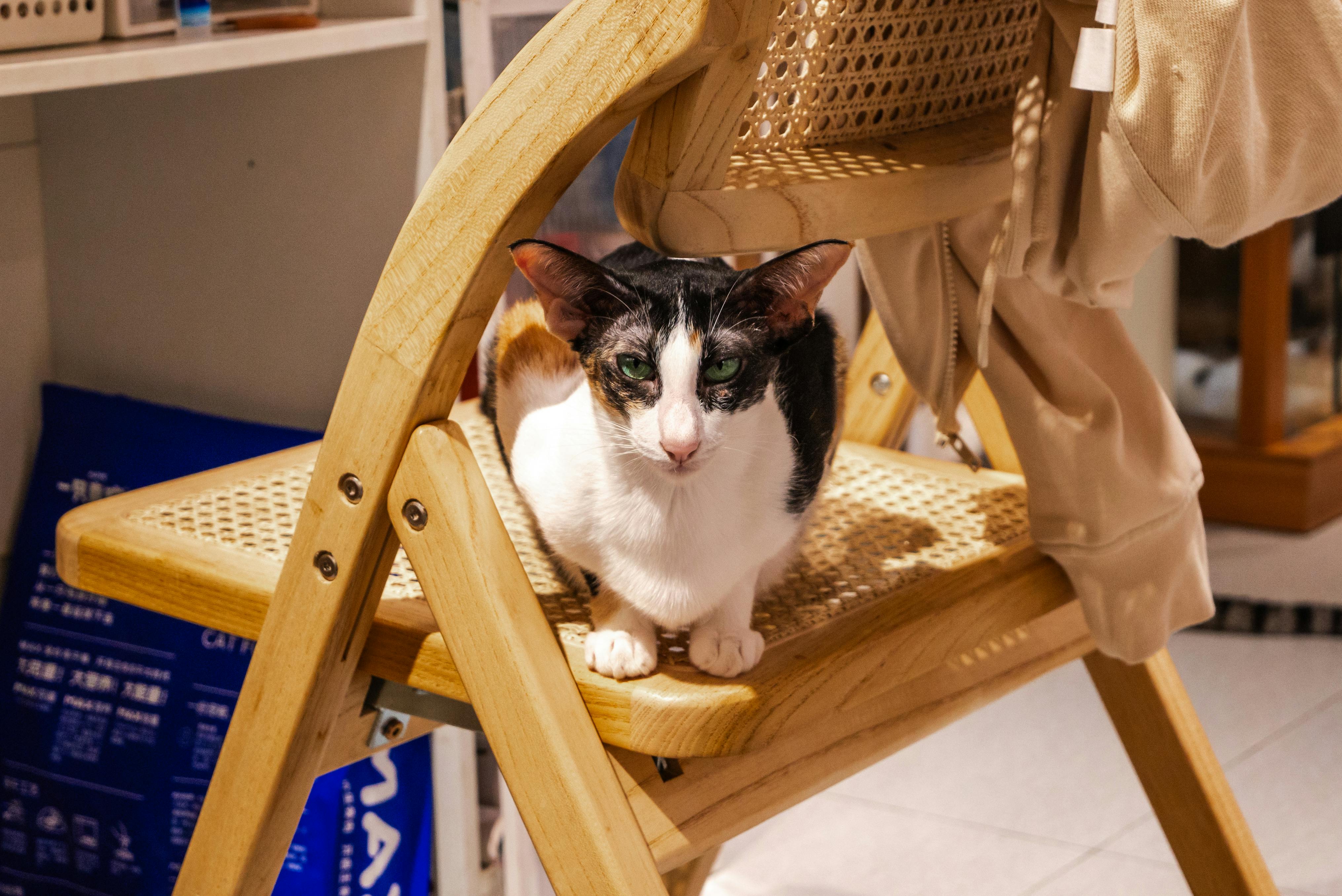 A black and white cat lounging on a woven wooden chair in a cozy indoor setting.