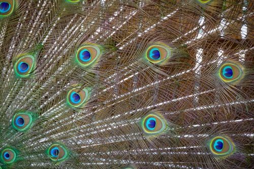 Free Detailed view of a peacock's feathers showing vibrant colors and intricate patterns. Stock Photo