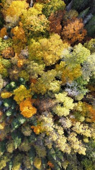 Stunning overhead shot of a colorful autumn forest in Quebec displaying vibrant fall foliage.