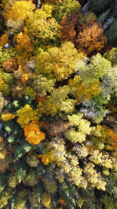 Free Stunning overhead shot of a colorful autumn forest in Quebec displaying vibrant fall foliage. Stock Photo
