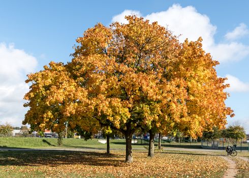 Golden maple tree with vibrant fall foliage in a serene park setting in Geesthacht, Germany.