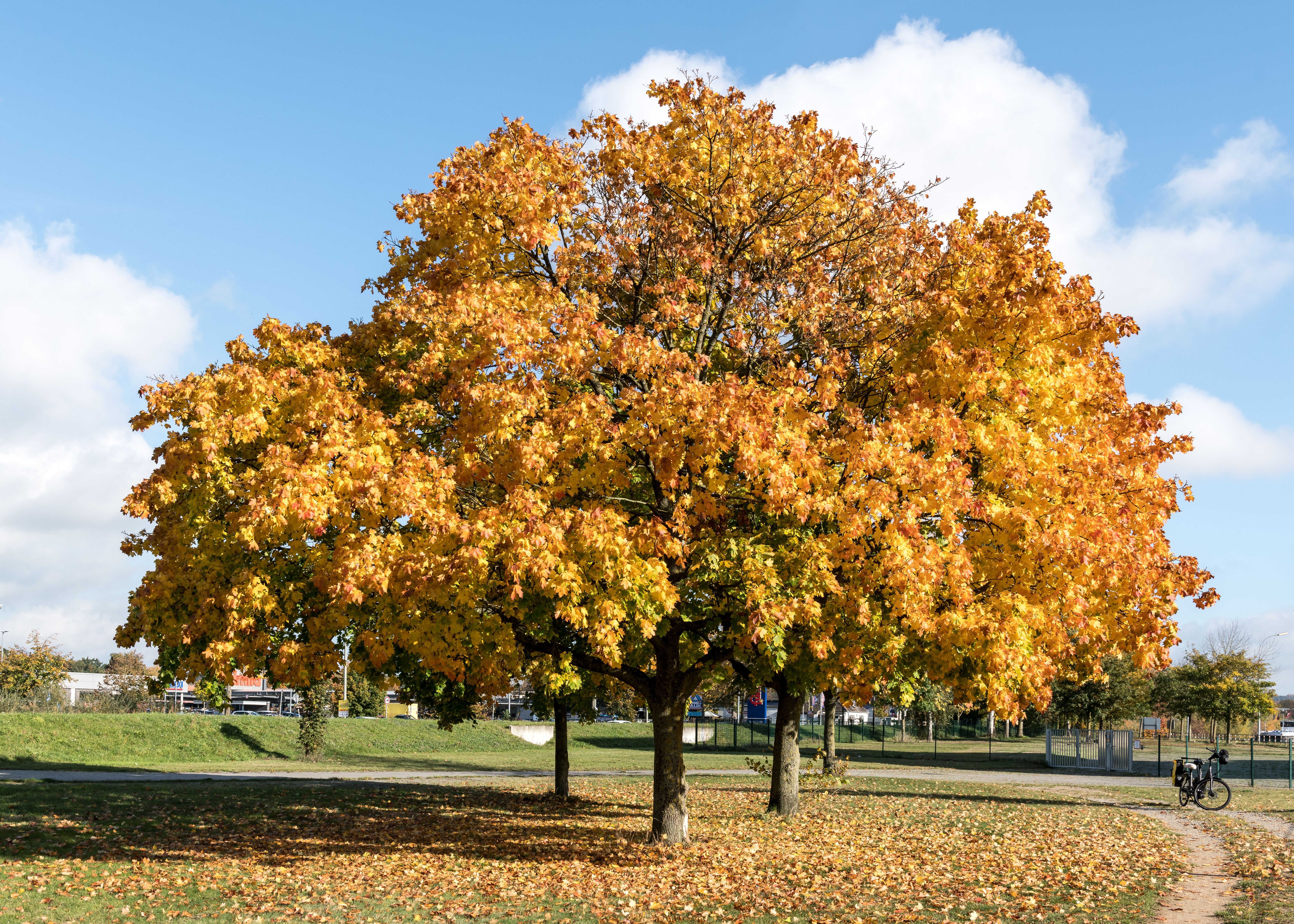 Norway Maple