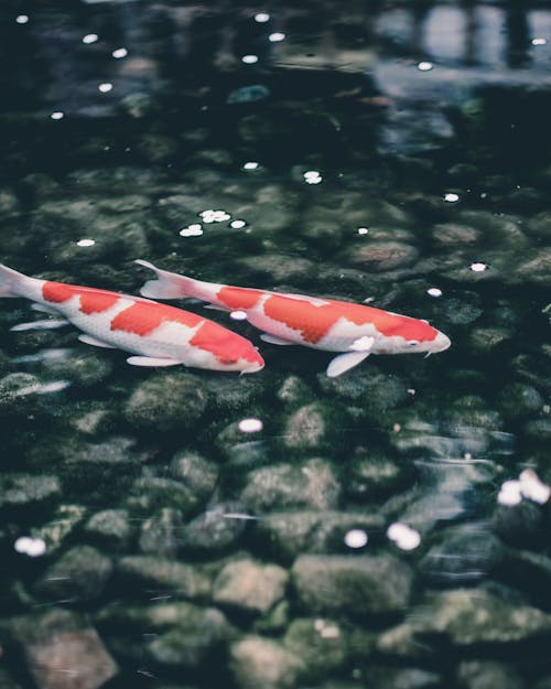 Free stock photo of koi fish