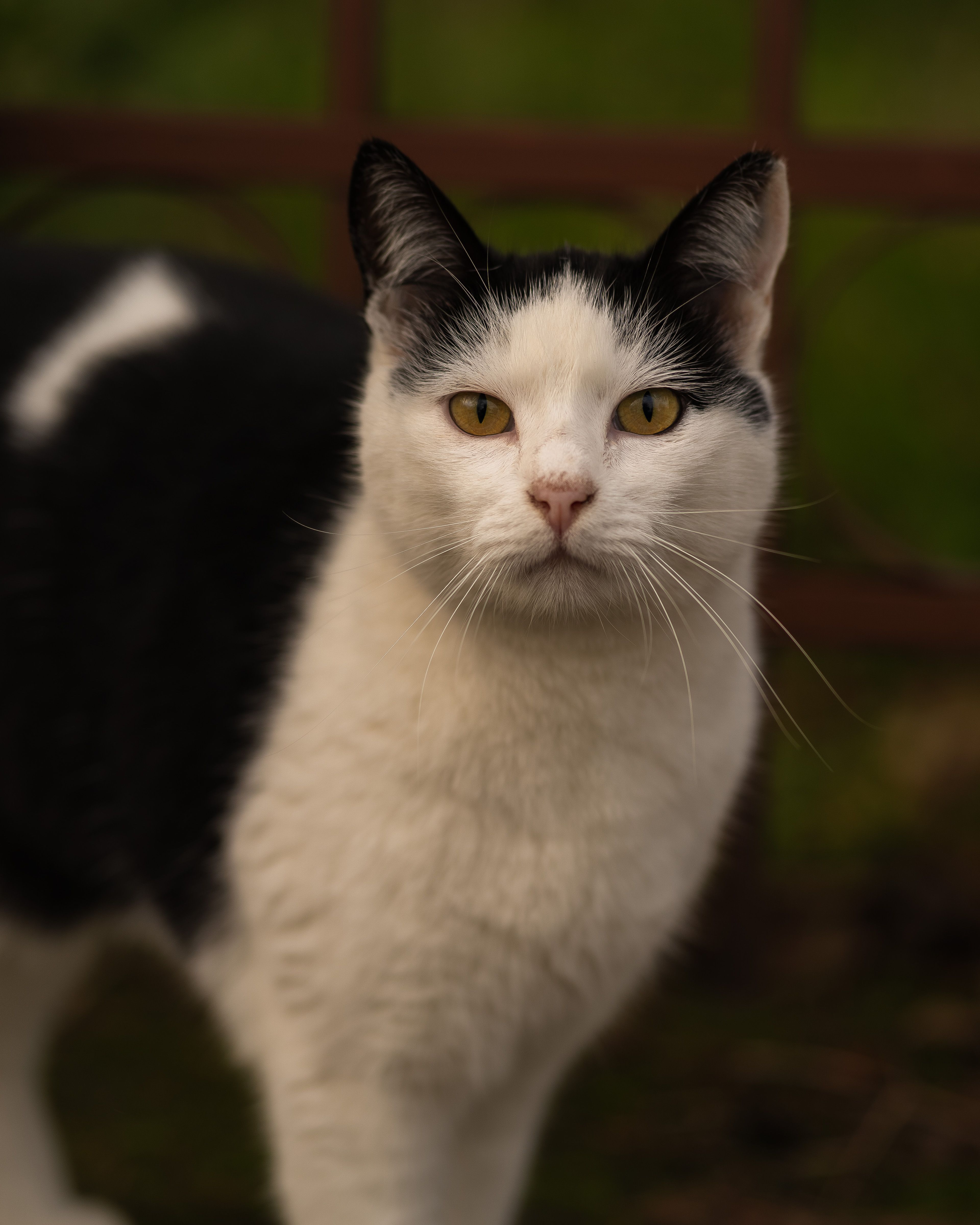 Black and White Cat Outdoors in Natural Setting · Free Stock Photo