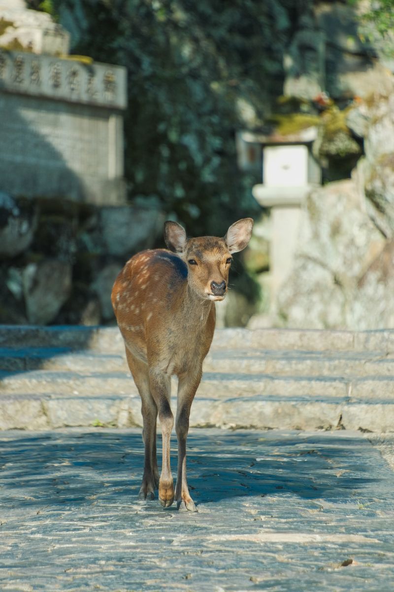 Nara