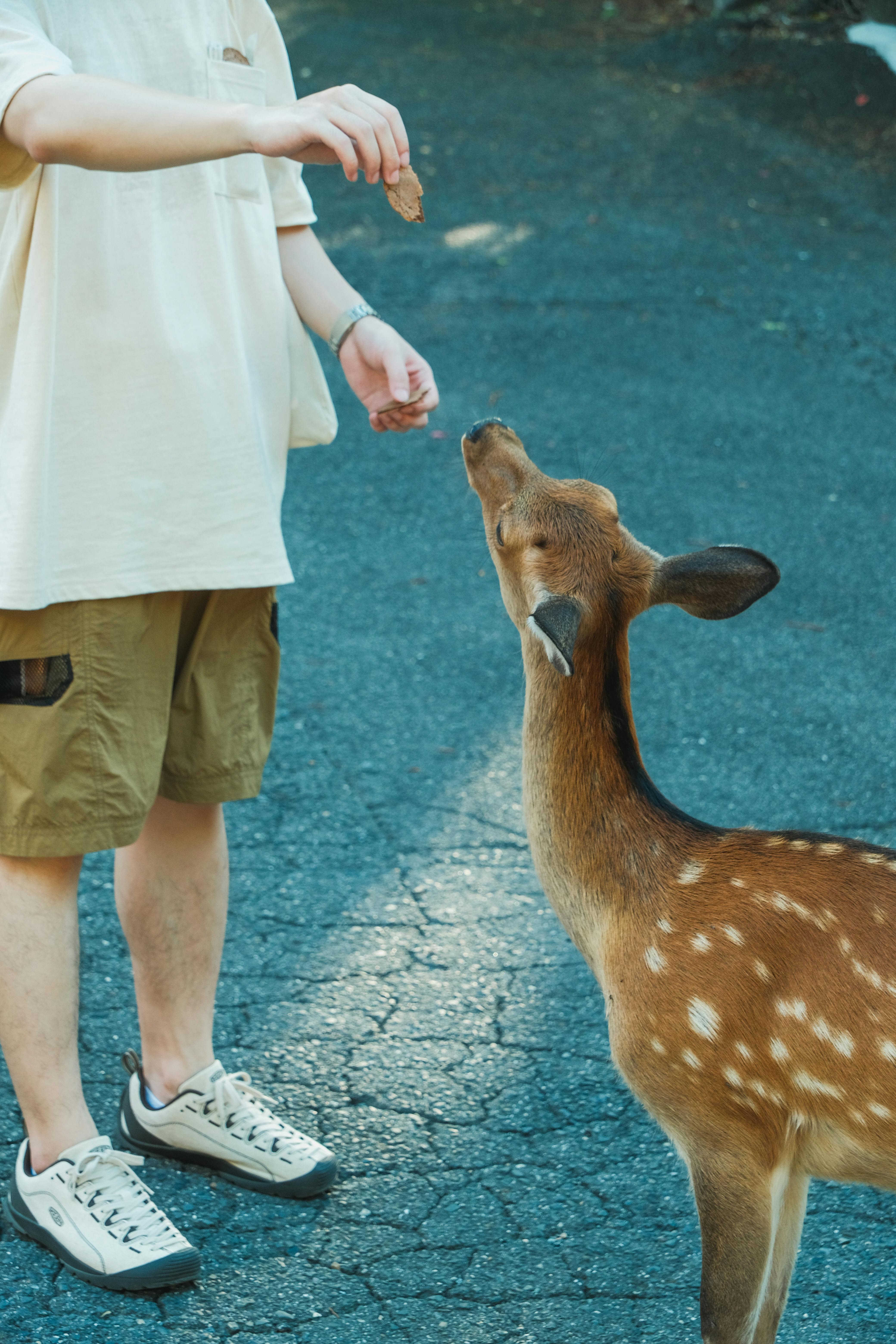 A person wearing casual clothes feeding a friendly deer outdoors on a sunny day.