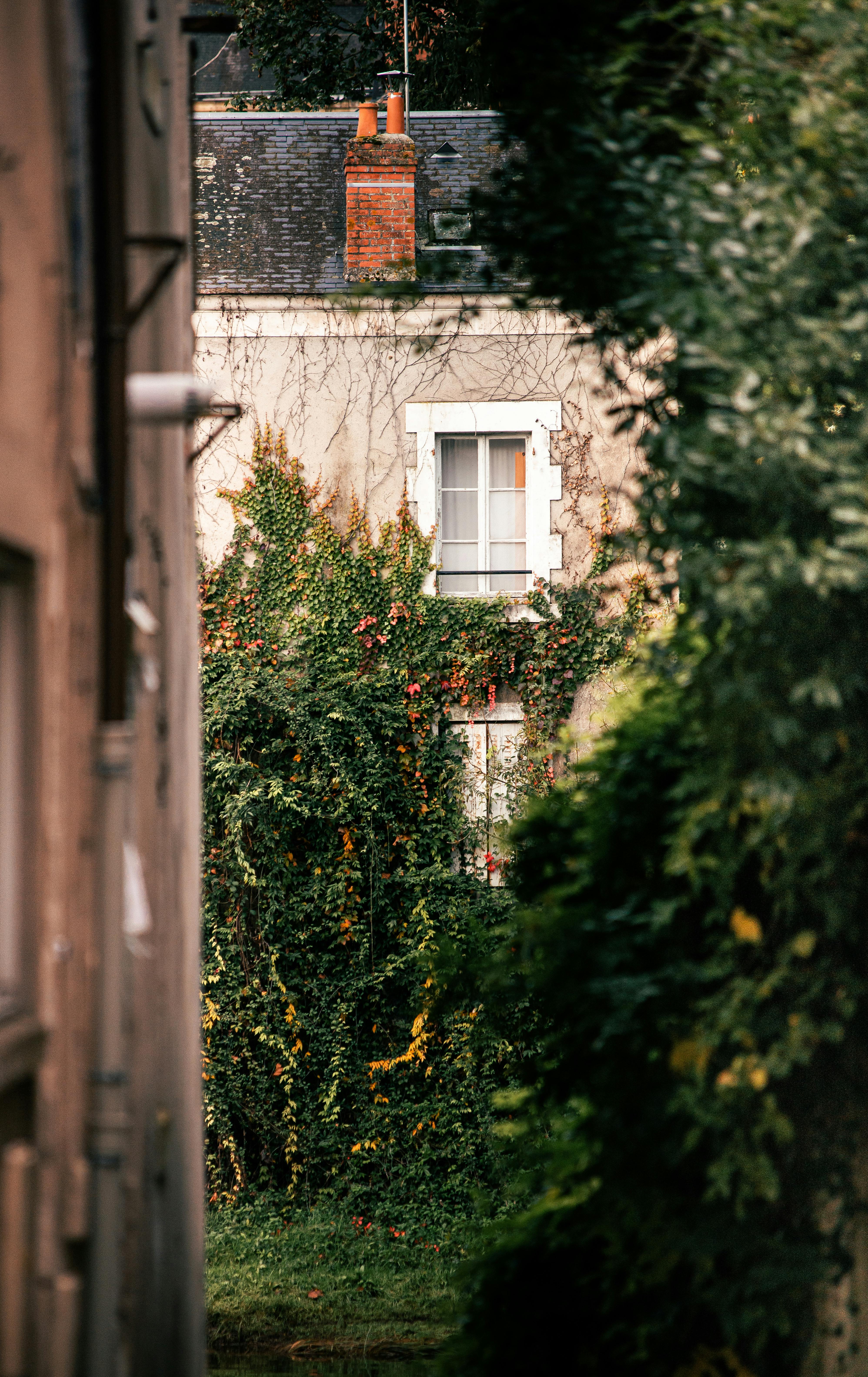 Picturesque house with ivy and red chimney in autumn setting viewed between trees.