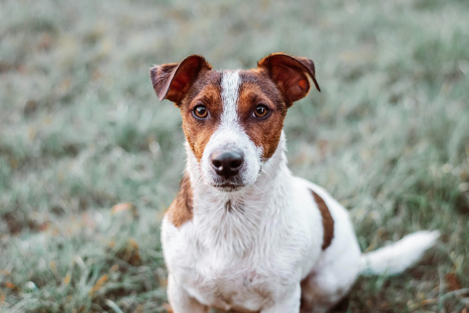 Portrait d'un Jack Russell Terrier assis sur l'herbe, capturant une expression chaleureuse et curieuse.