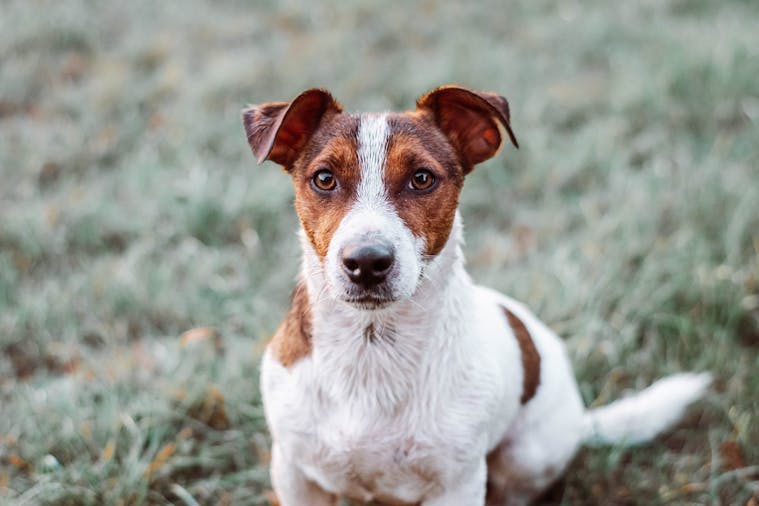 Portrait of a Jack Russell Terrier sitting on grass, capturing a warm and inquisitive expression.