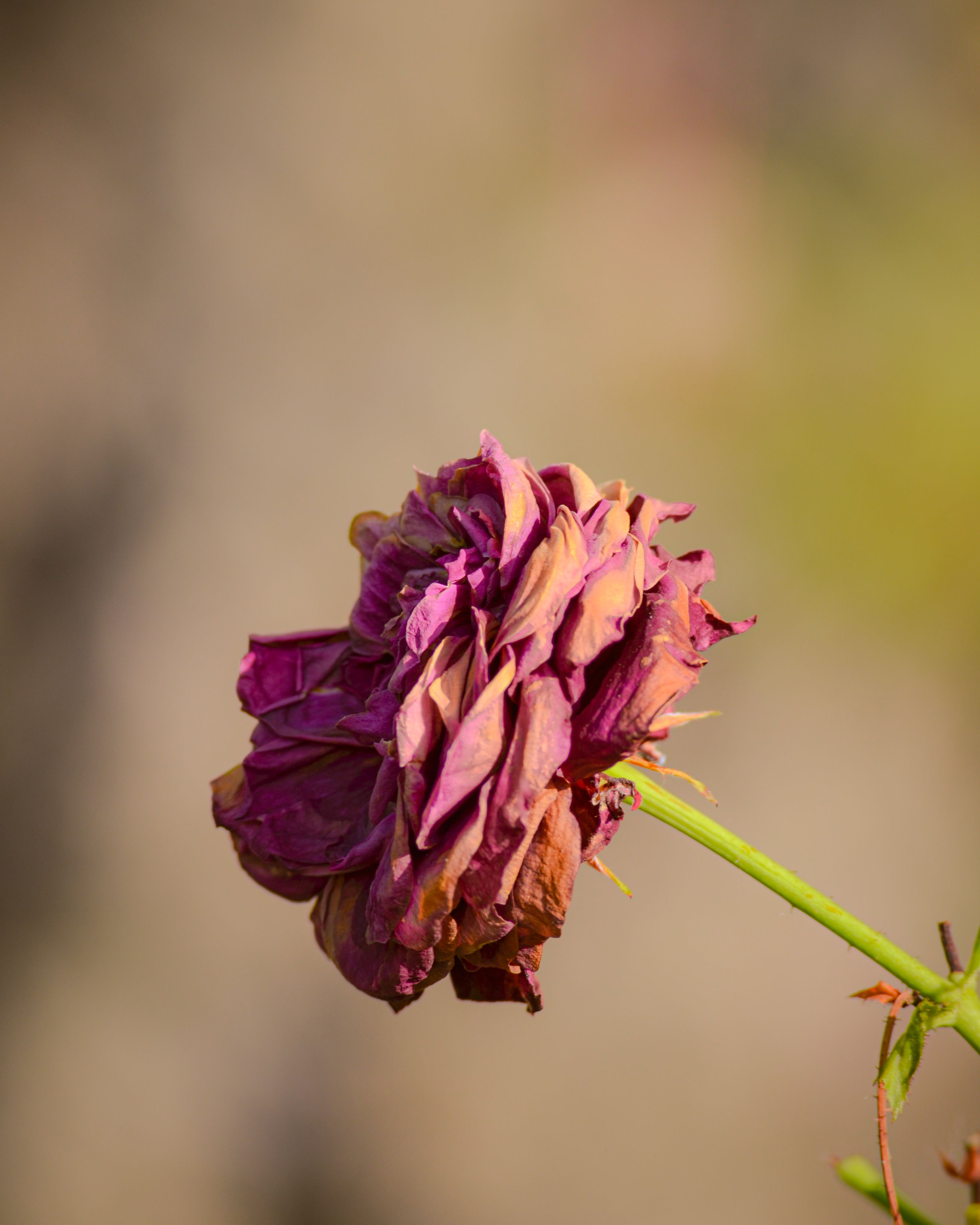 Why Your Garden Plants Still Wilt After Watering: Diagnosing and Fixing the Hidden Causes of Persistent Thirst
