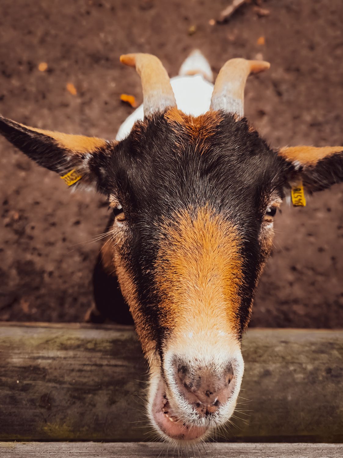 Close-up of a Curious Goat Peering Over a Fence · Free Stock Photo