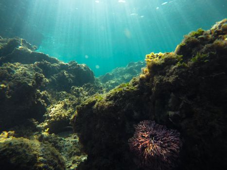 Underwater landscape showcasing coral reefs and sun rays through clear water.