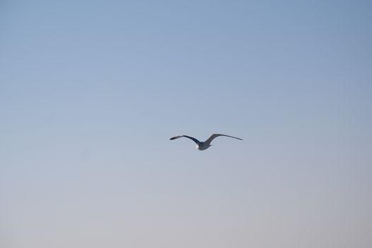 A lone seagull gracefully glides through a clear blue sky, depicting tranquility and freedom.