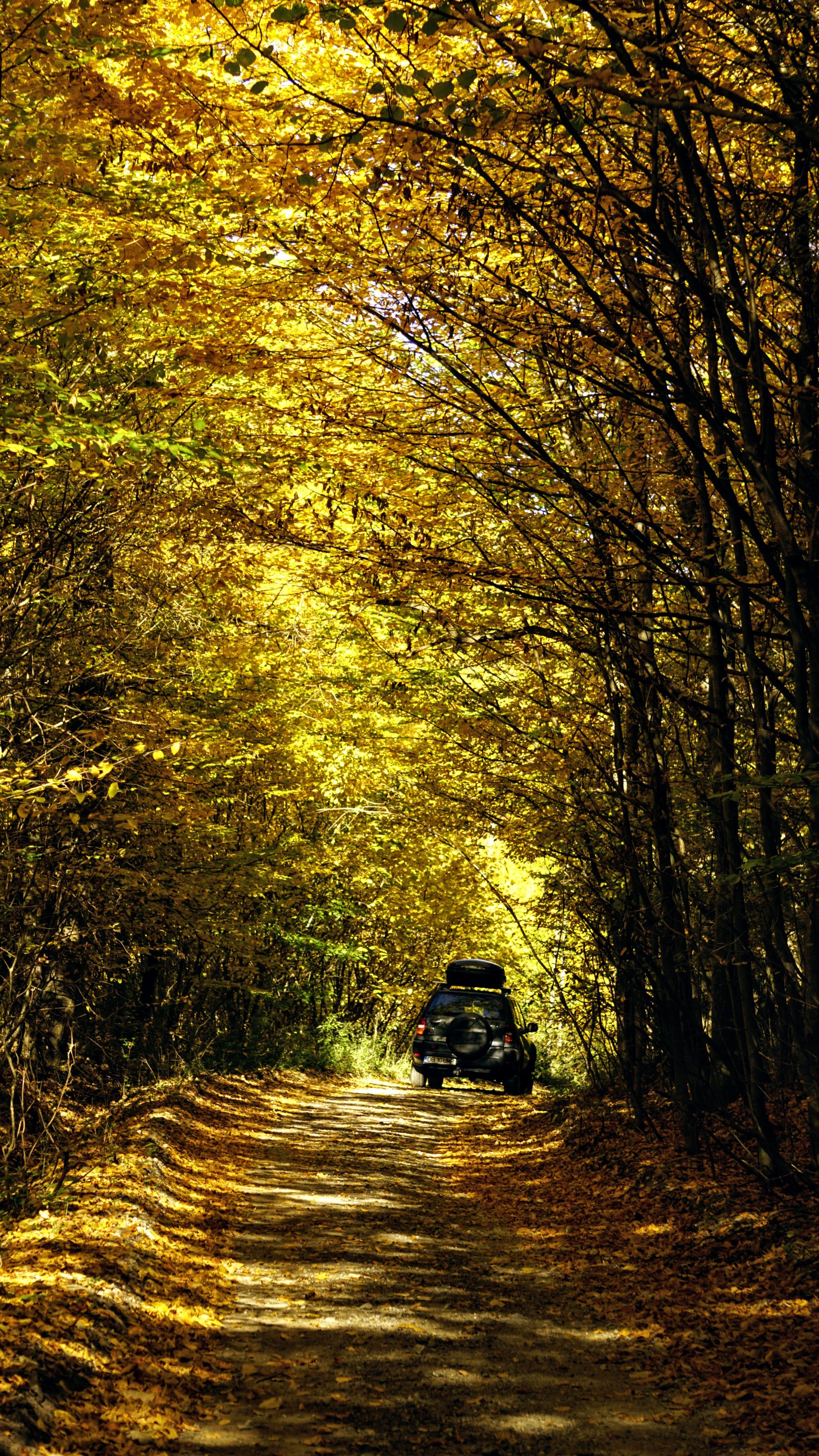 Autumn Drive Through a Forest Pathway · Free Stock Photo
