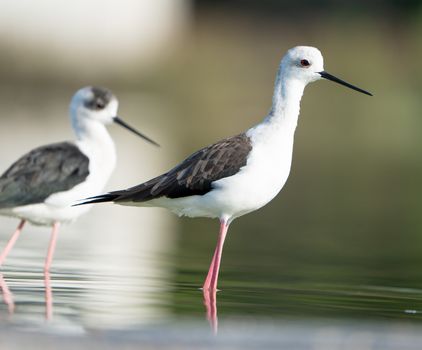 Two black-winged stilts gracefully stand in calm waters, showcasing their striking appearance.