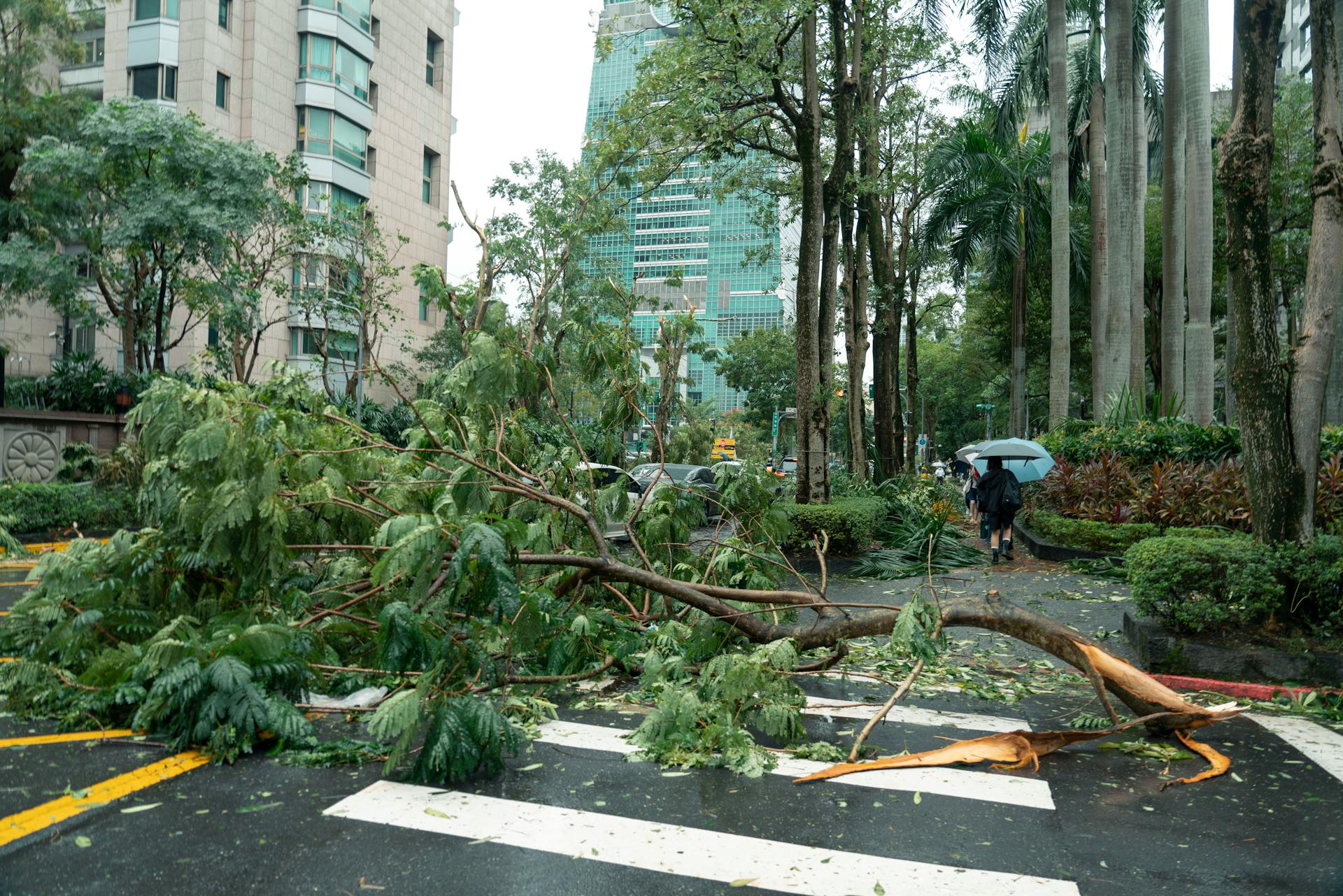 Debris from typhoon damage including fallen trees on a city street in Taipei, Taiwan.