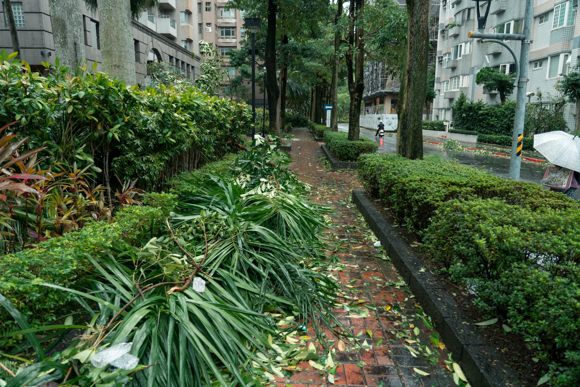 Damaged plants along a wet path after a typhoon in Taipei City, Taiwan.