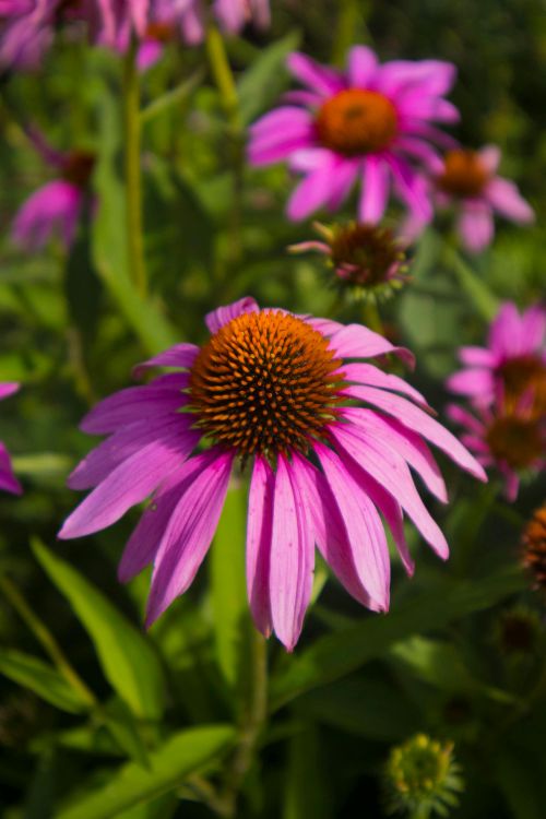 Free Close-up of vibrant purple echinacea flowers blooming in a garden. Stock Photo