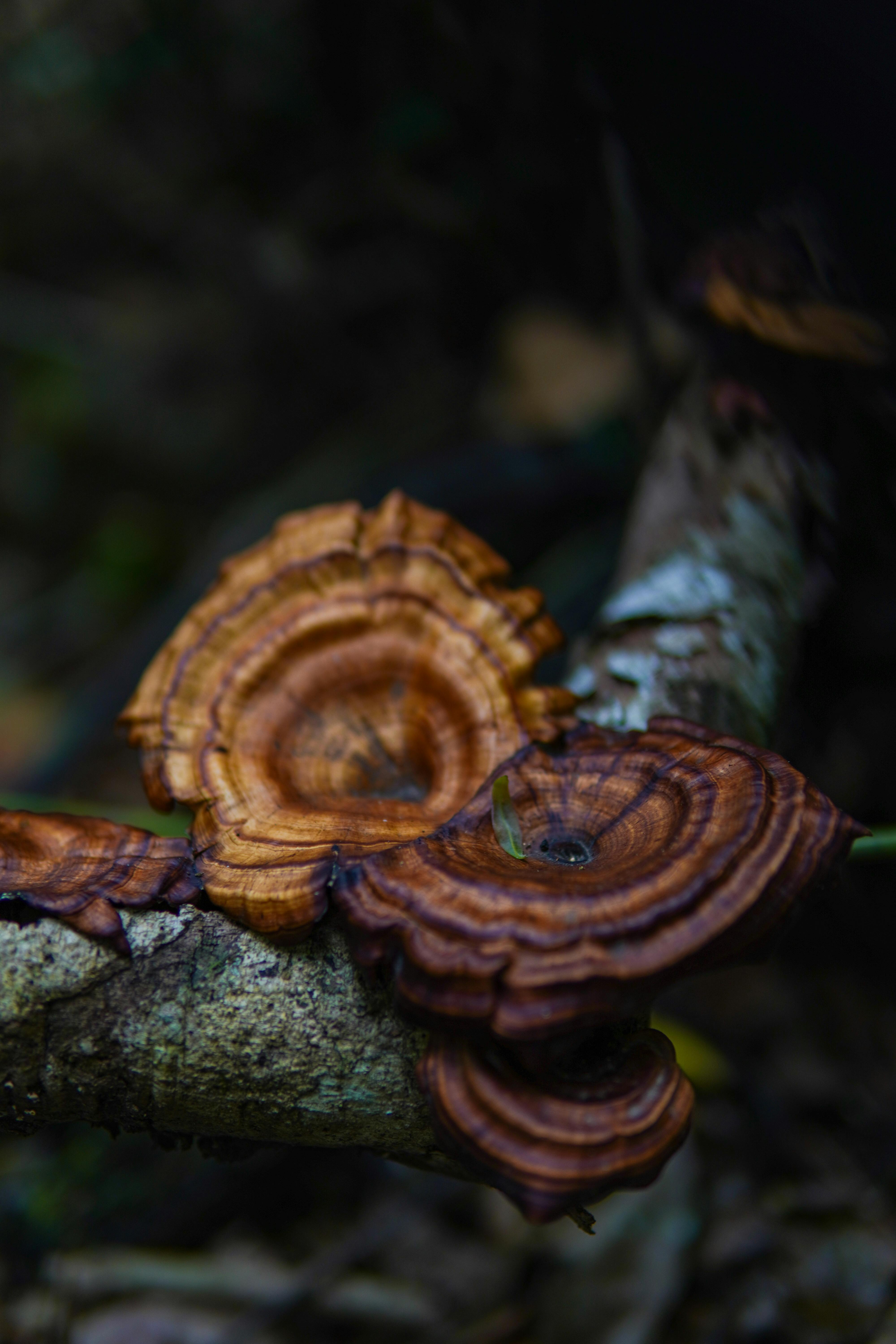 Free Detailed view of wild Reishi mushrooms (Ganoderma lucidum) on a tree branch in a forest setting. Stock Photo