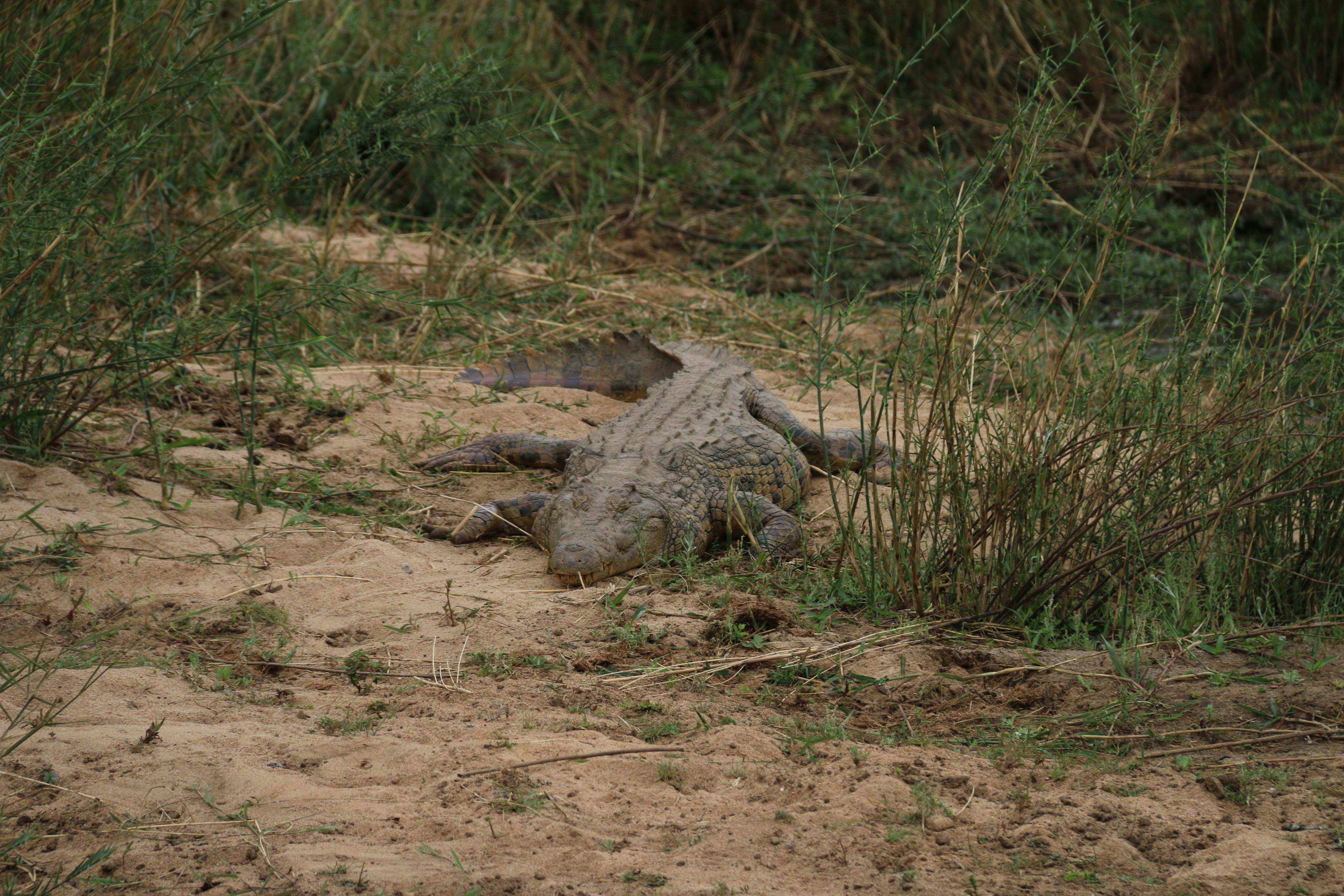 The Best Times to Visit Africa for a Safari