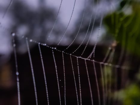 Delicate spider web adorned with dewdrops captured in a misty Indian landscape.