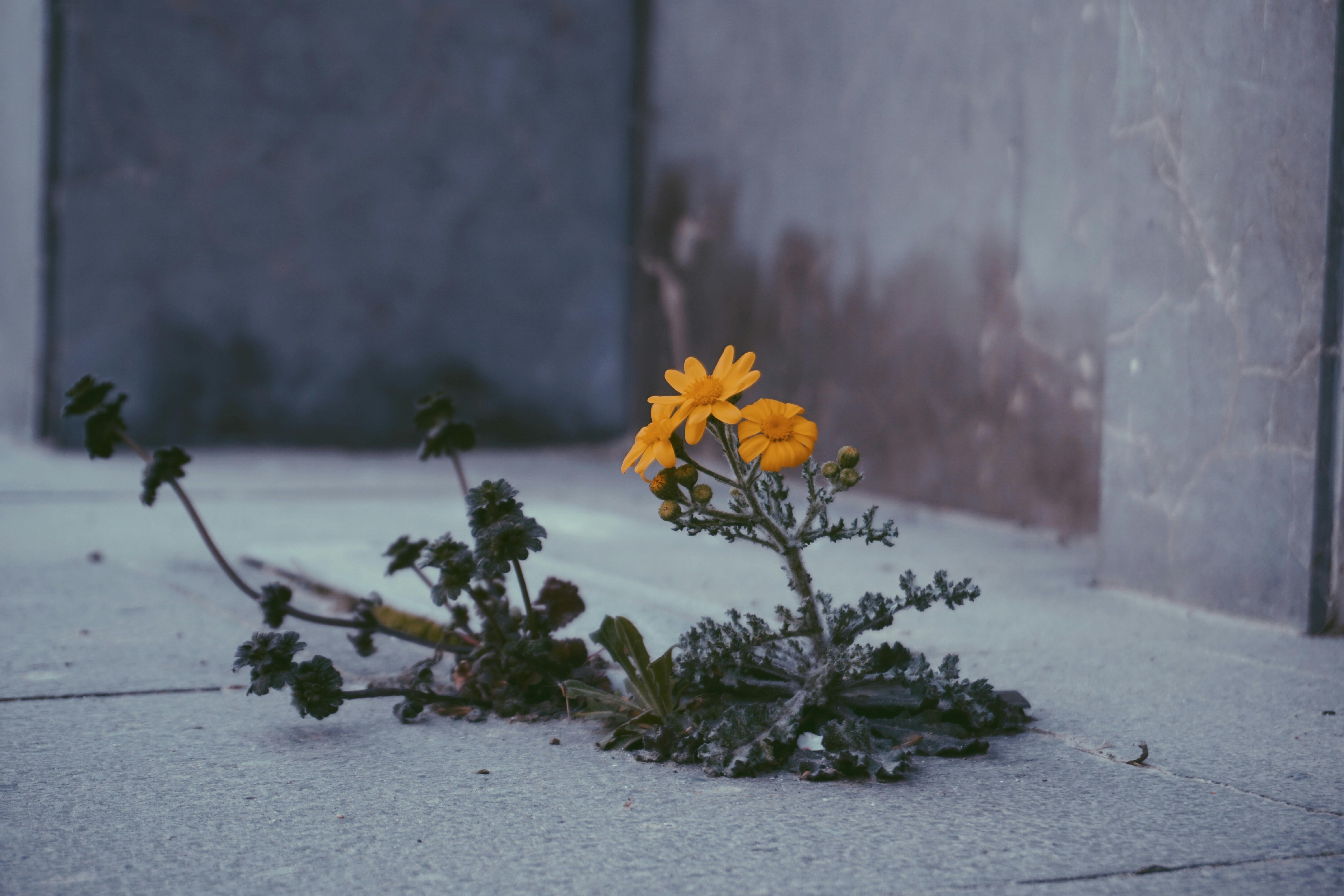 Building Characters Through Adversity