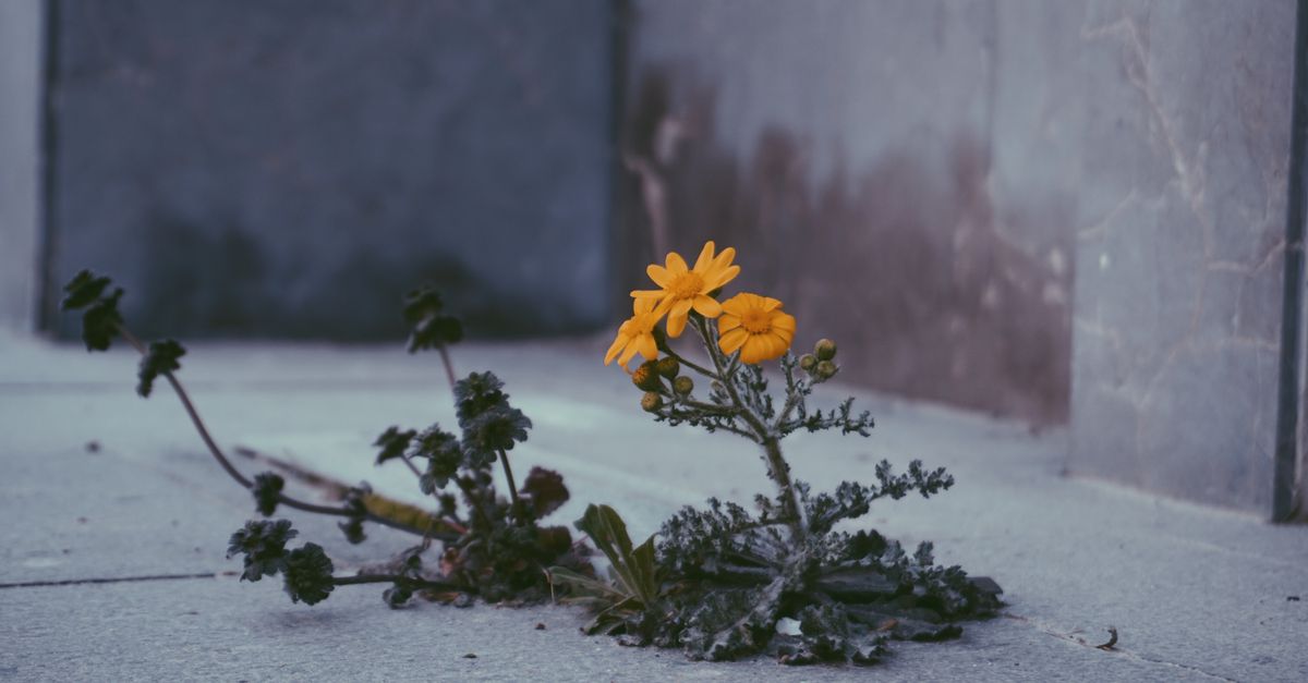A thriving plant growing from cracked concrete, symbolizing sustainable growth in a tough environment