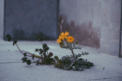 Free Bright yellow flower breaking through concrete symbolizes resilience and life. Stock Photo