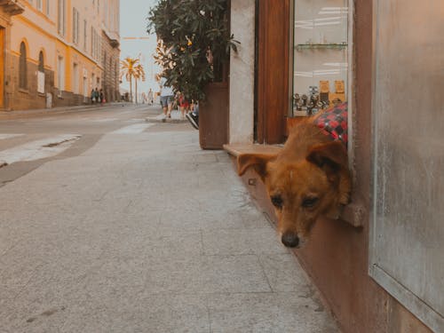 Brown Dog on Sidewalk