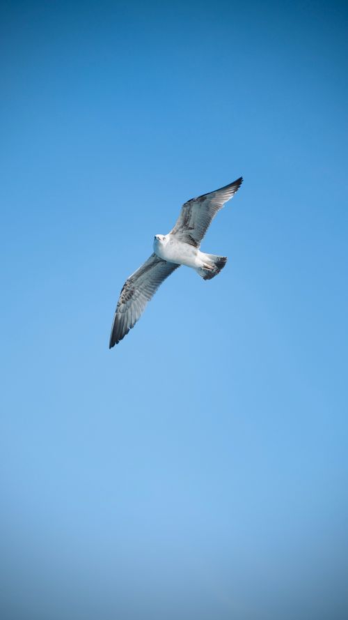 Free A lone seagull gracefully glides against a clear blue sky in İstanbul, Türkiye. Stock Photo