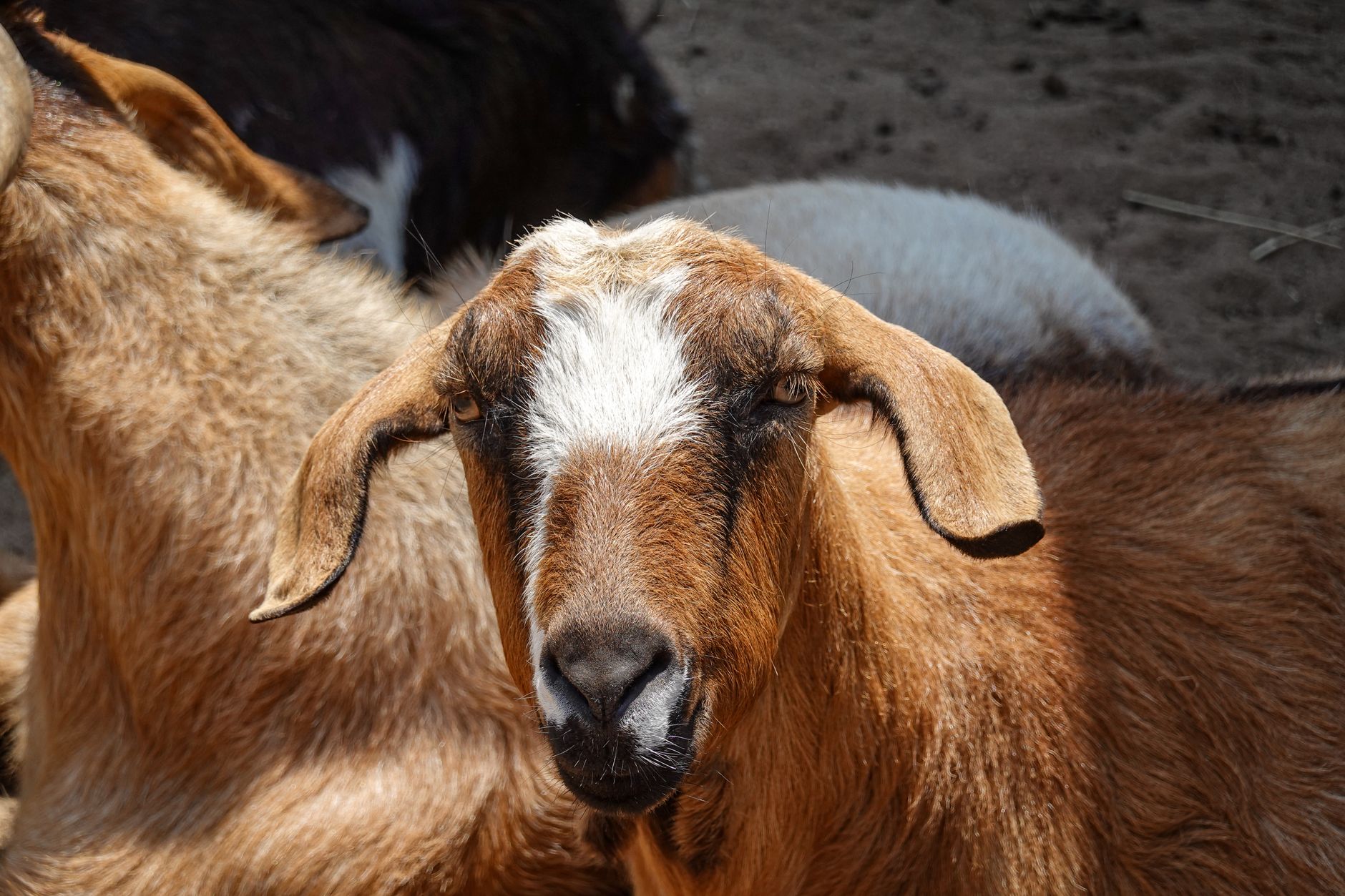 Veterinary care for a goat