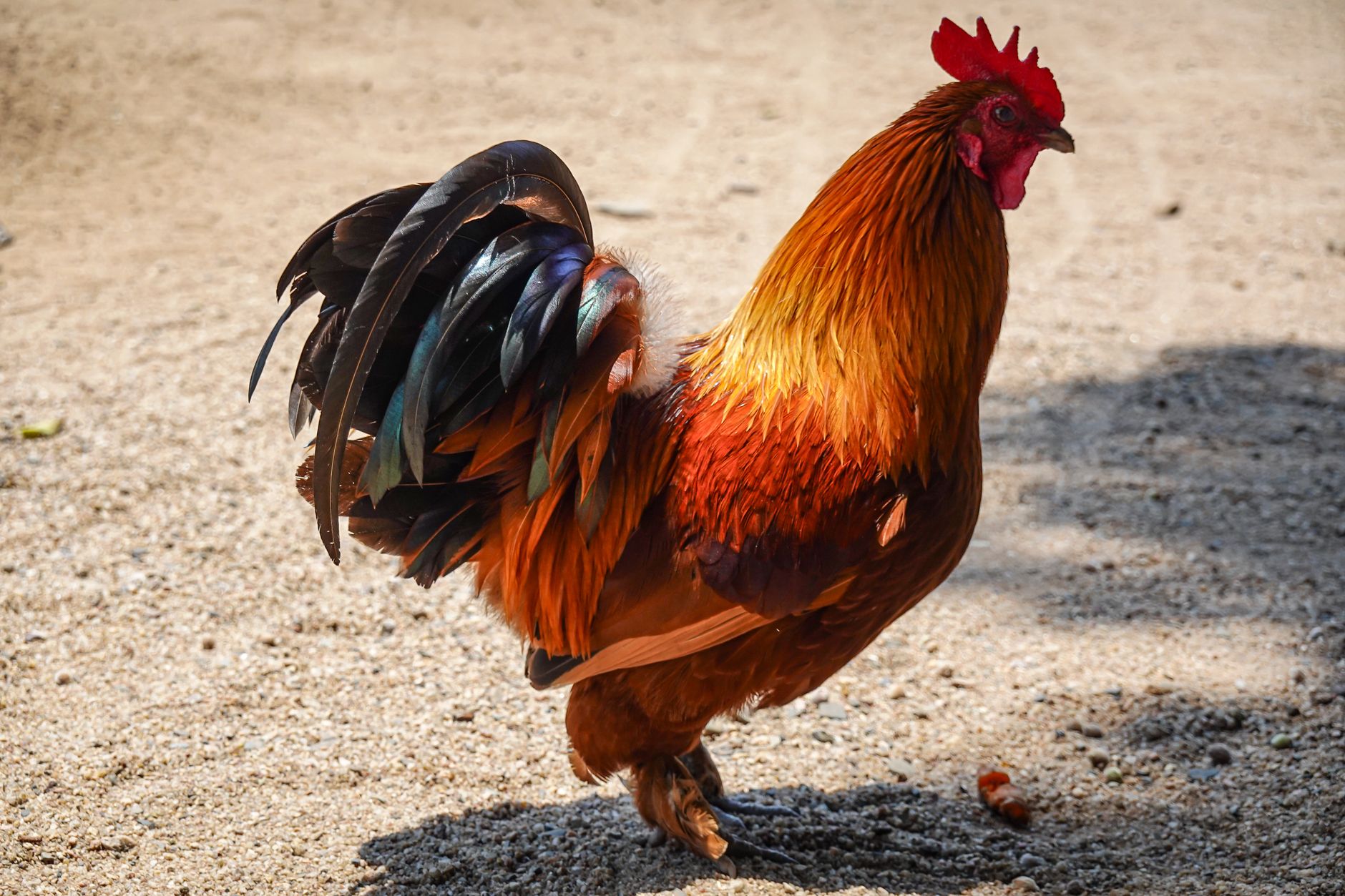 Brightly colored rooster standing on sandy farmyard ground.