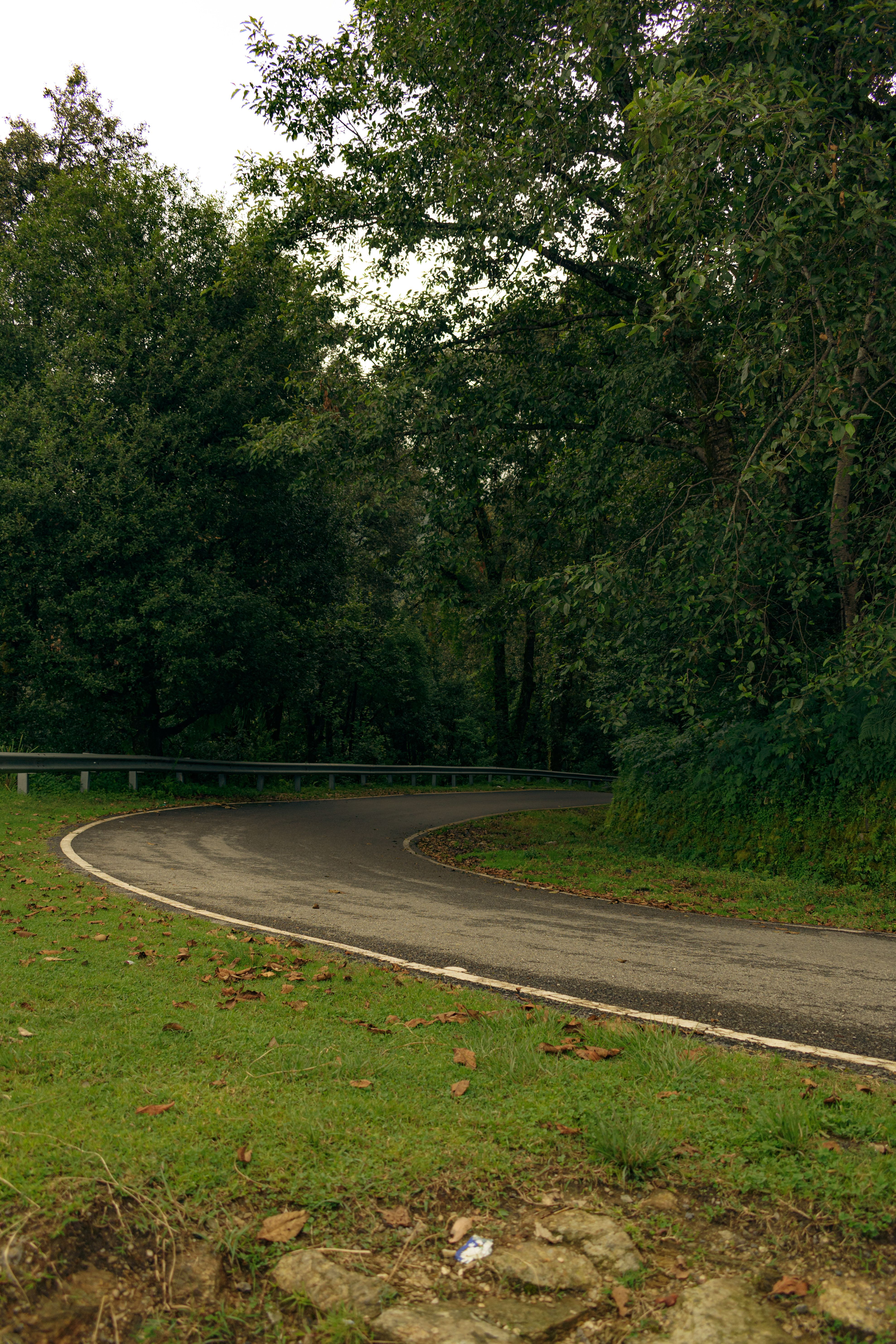 Winding Forest Road in Lush Greenery · Free Stock Photo