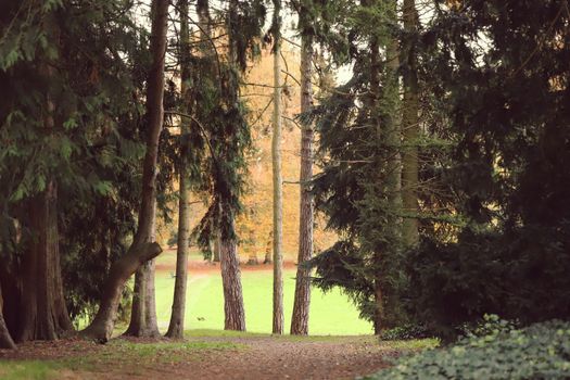 Tranquil scene of a pathway in a forest surrounded by autumn foliage.