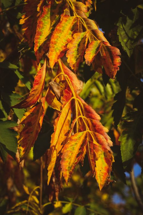 Free Colorful autumn leaves on a tree, showcasing vibrant fall colors in natural sunlight. Stock Photo