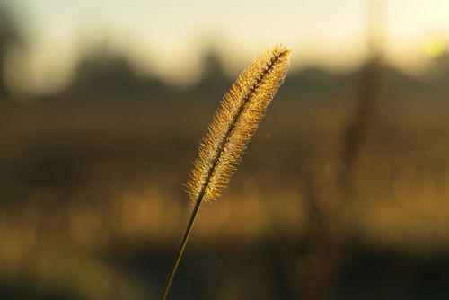 Free Close-up of a golden grass seed head glowing in the sunset light. Stock Photo