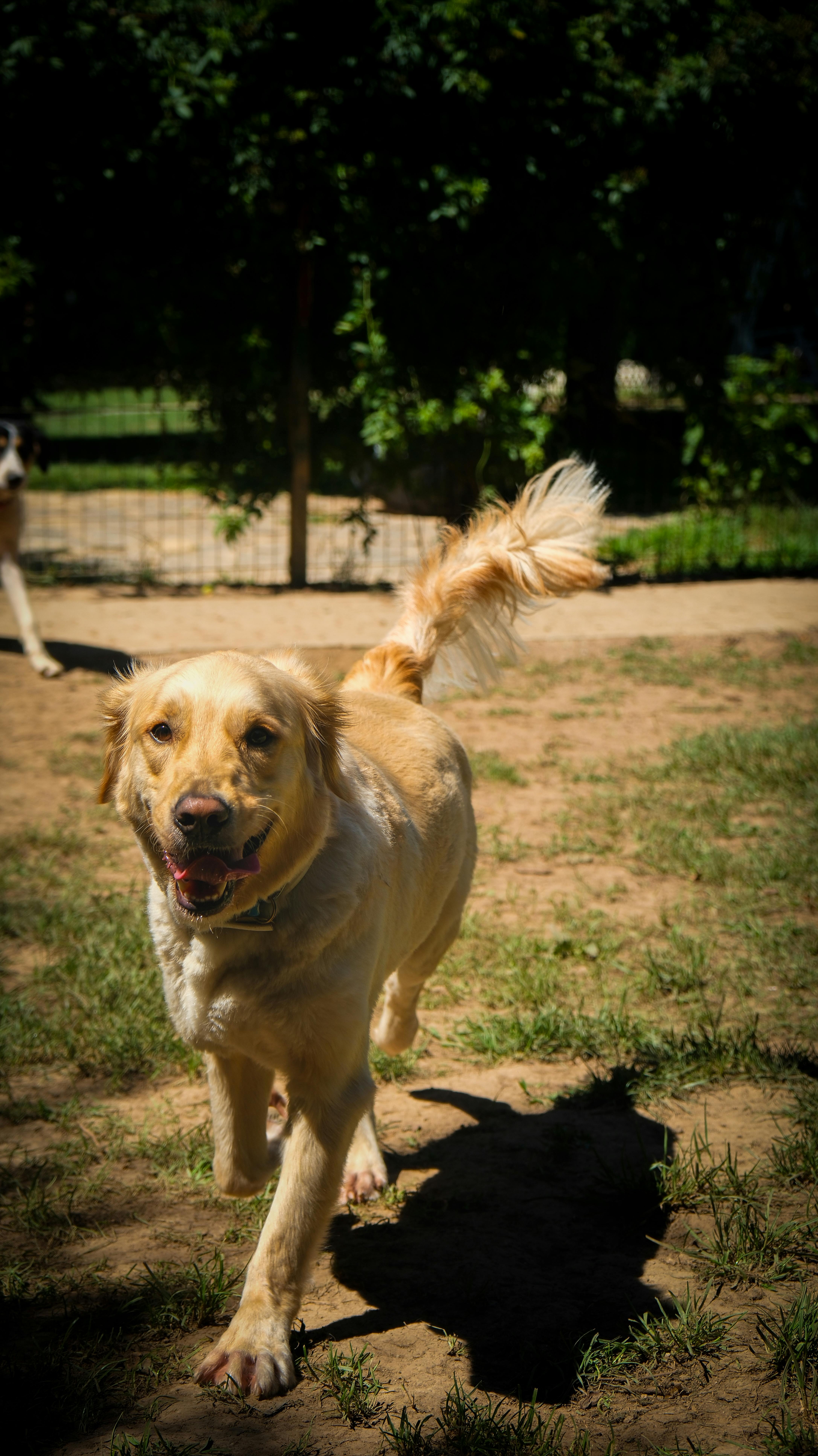 Happy Tails