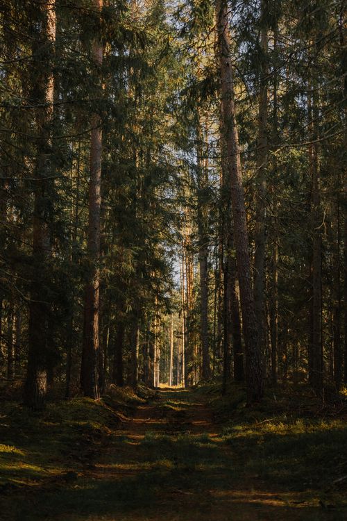 Free Serene forest path surrounded by tall evergreen trees, offering a tranquil nature escape. Stock Photo