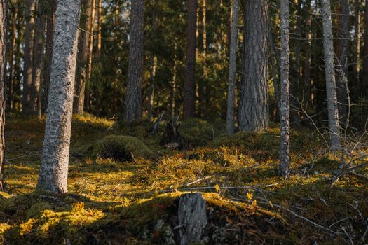 Peaceful forest scene with sunlight filtering through trees, creating a tranquil atmosphere.