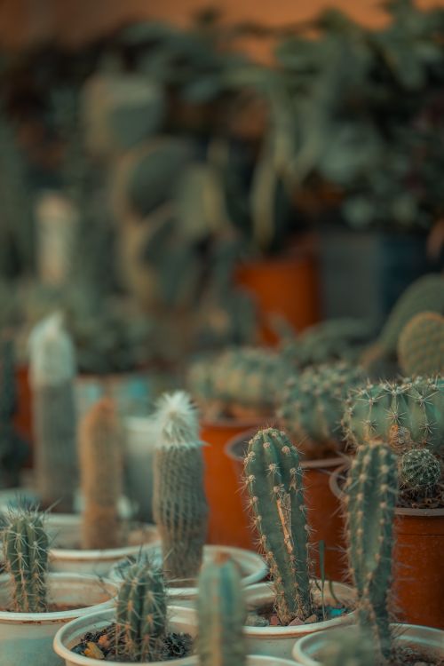 Free A variety of potted cacti with blurred background, showcasing unique shapes. Stock Photo