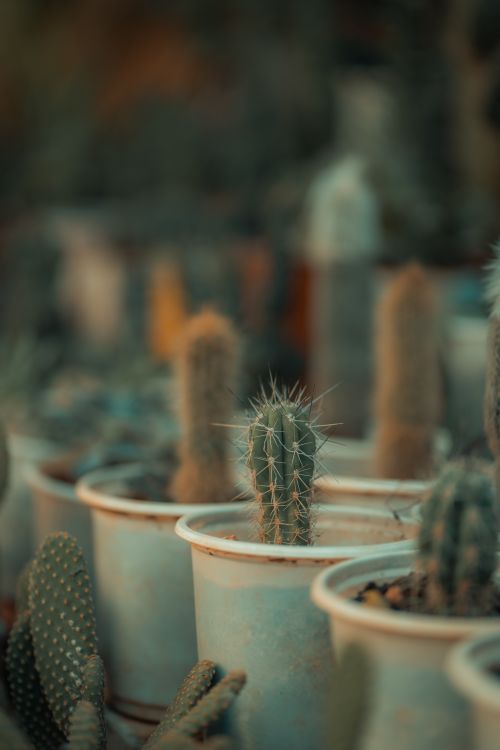 Free A collection of potted cacti in soft, warm lighting creating a cozy atmosphere. Stock Photo