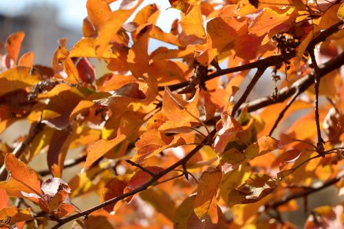 Free A detailed close-up of vibrant autumn leaves showcasing warm colors. Stock Photo